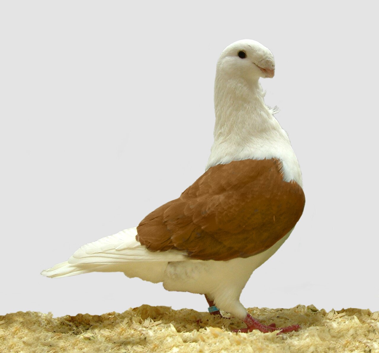 Antwerp Smerle pigeon