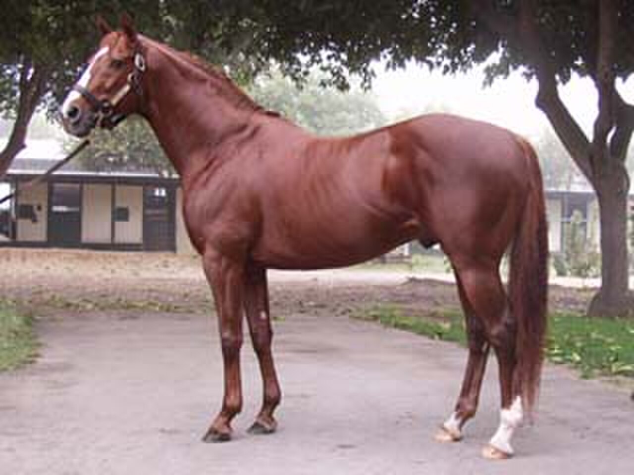 Bay Thoroughbred racehorse standing in profile