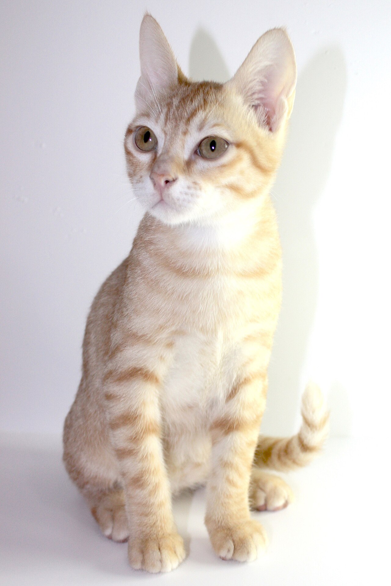 Arabian Mau cat