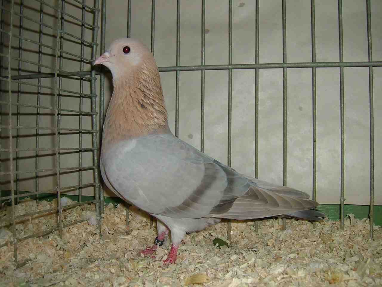 Arabian Trumpeter pigeon