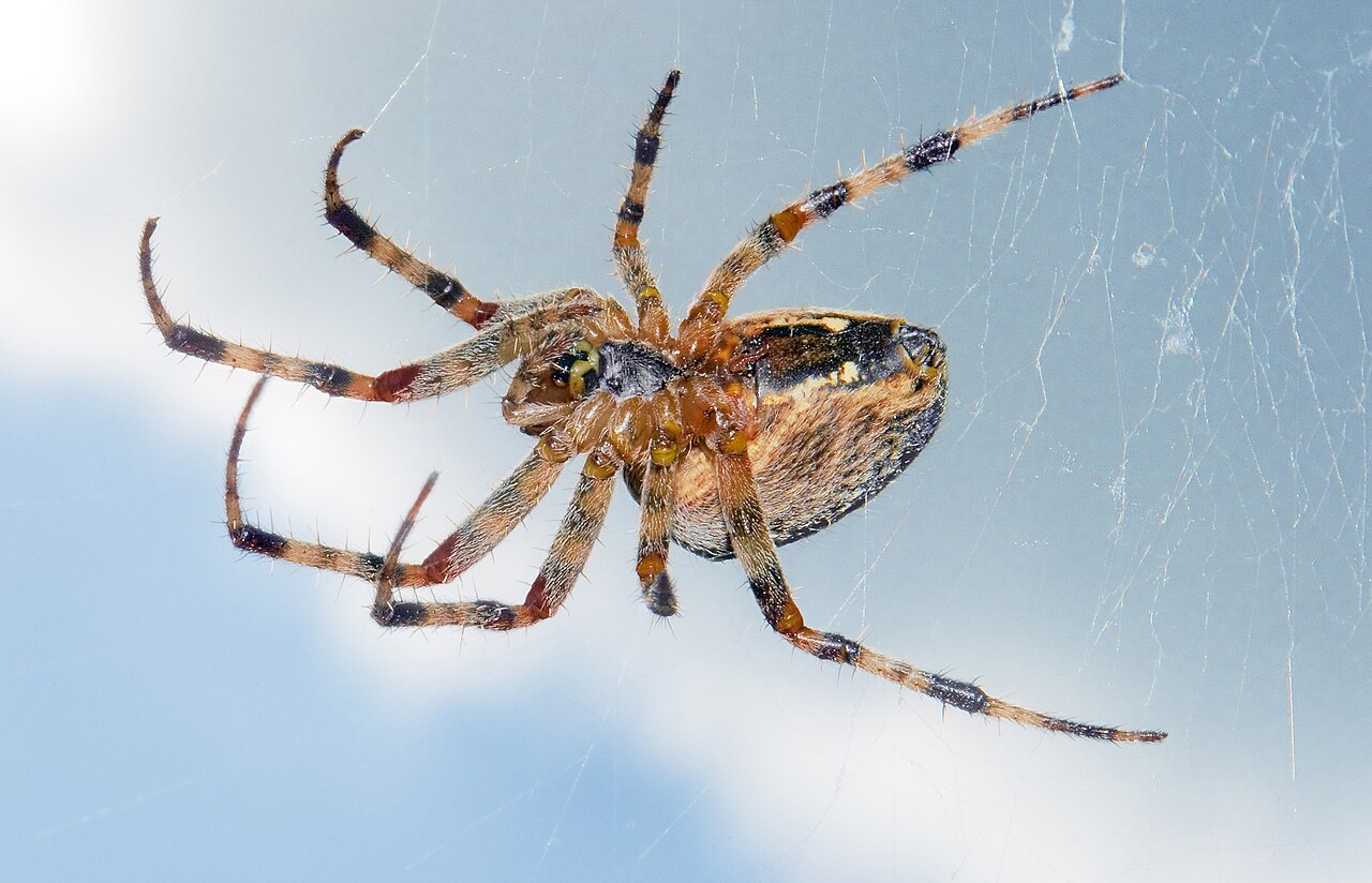 Spider