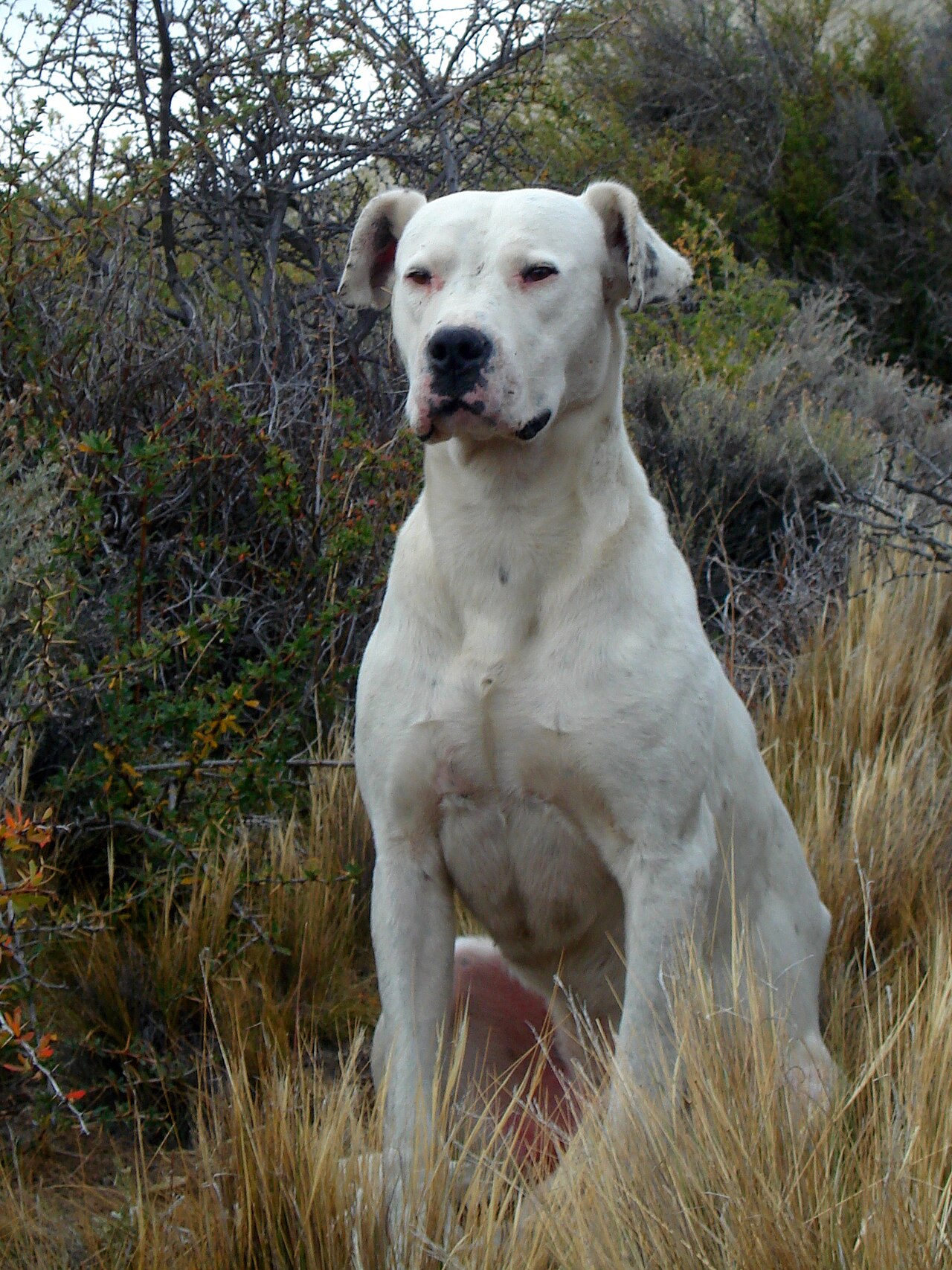 Dogo Argentino dog