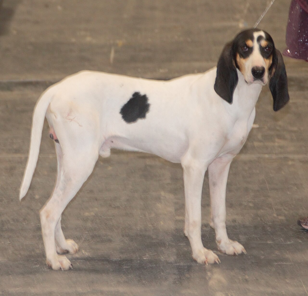 Ariégeois dog