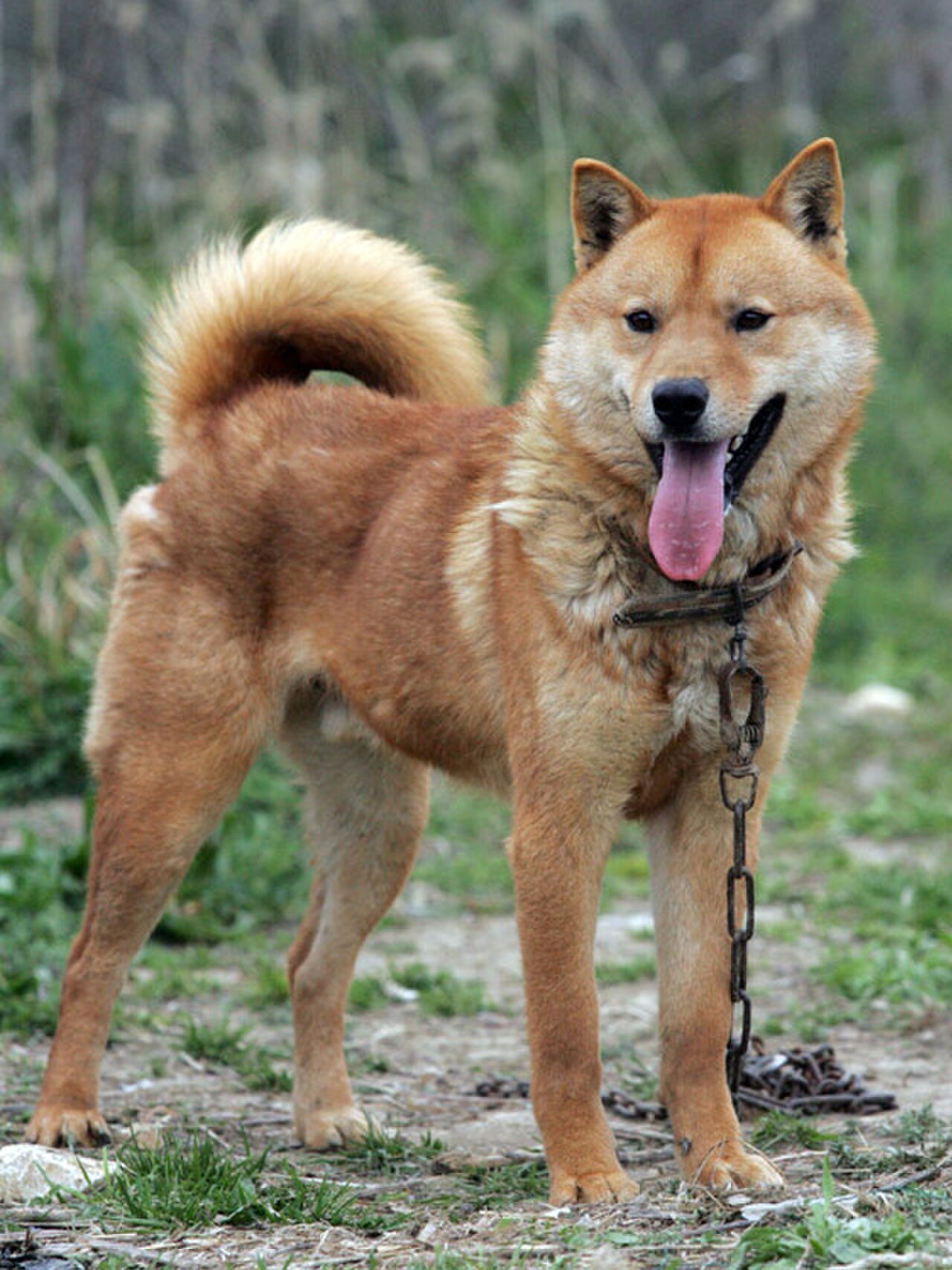 Korean Jindo dog
