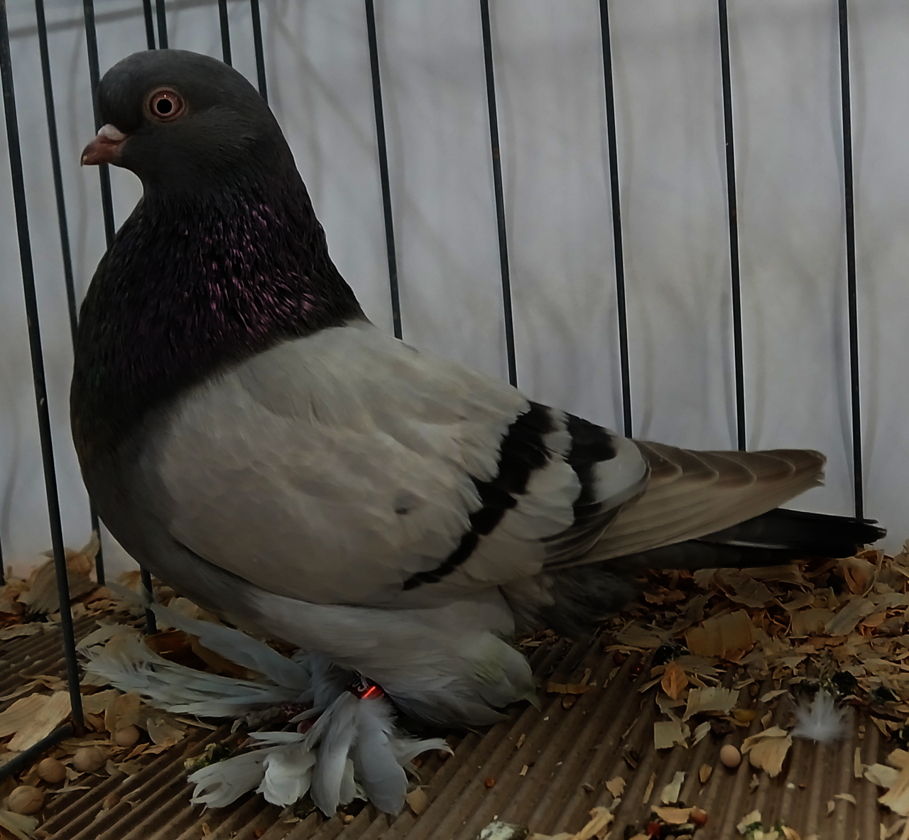 Armenian Tumbler pigeon