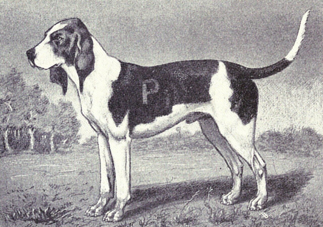 Artois Hound dog