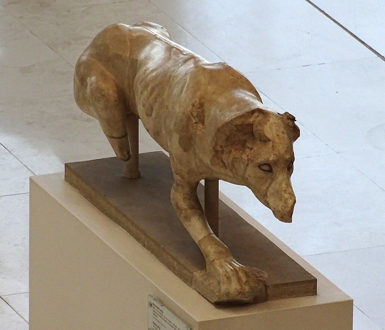 Laconian dog