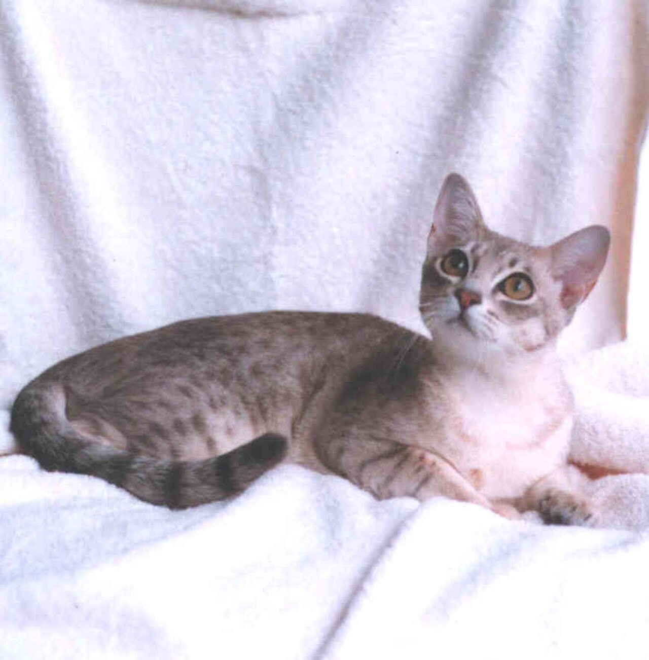 Australian Mist cat