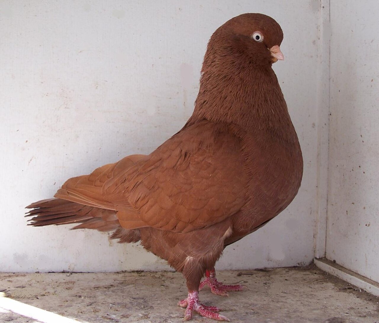 Australian Performing Tumbler pigeon