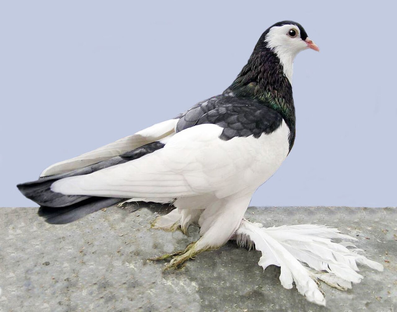 Australian Saddleback Tumbler pigeon