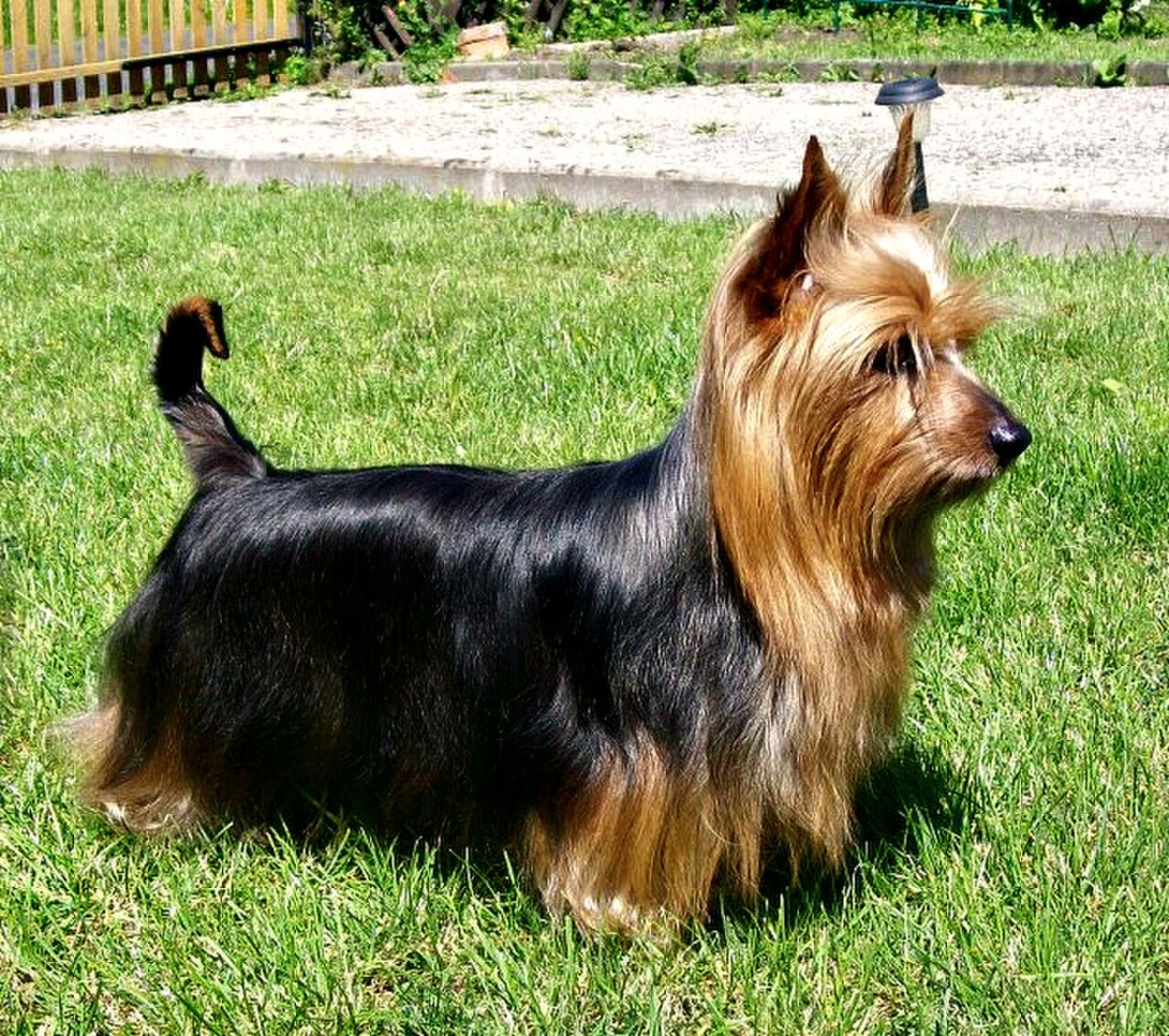 Australian Silky Terrier dog