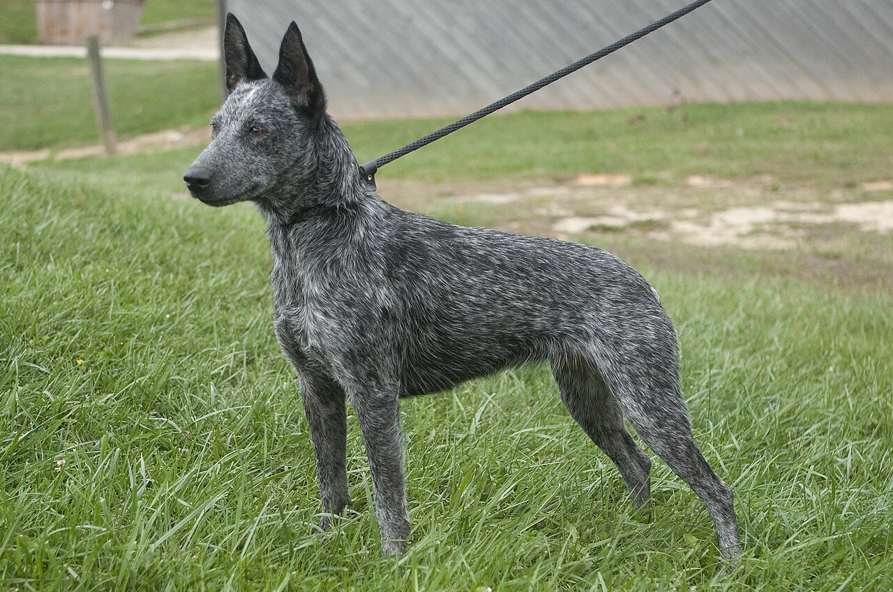 Australian Stumpy Tail Cattle Dog dog