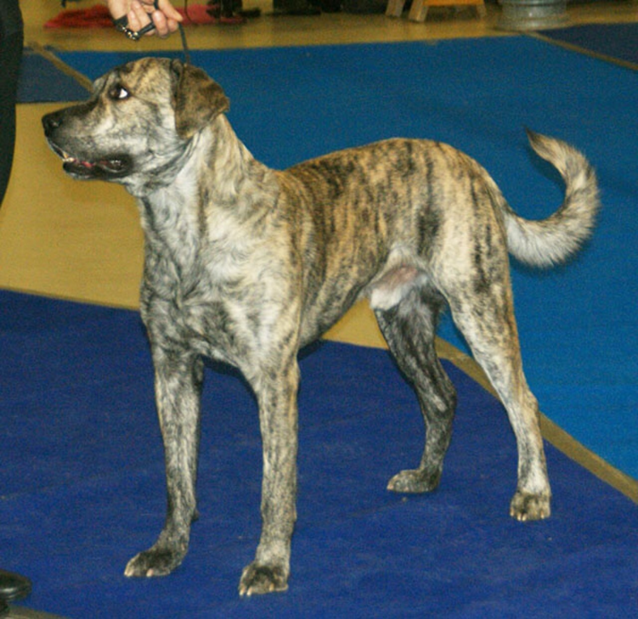 Saint Miguel Cattle Dog dog