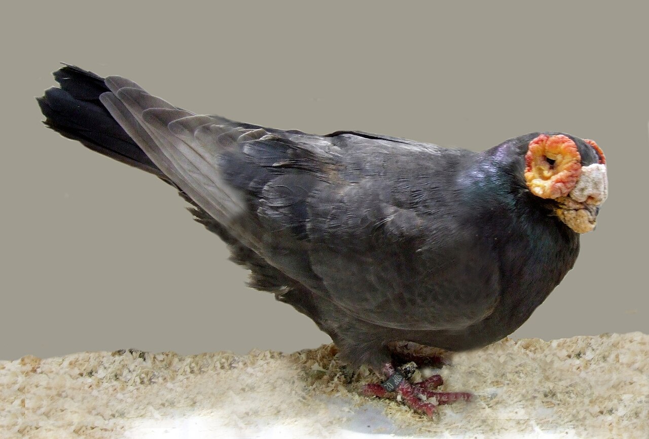 Barb pigeon
