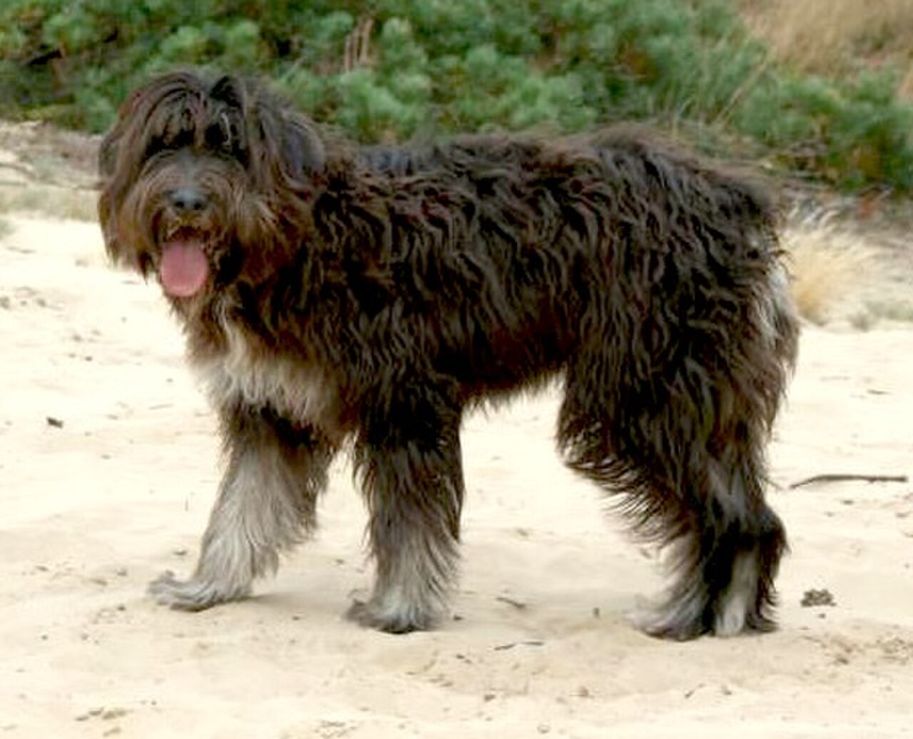 Barbado da Terceira dog
