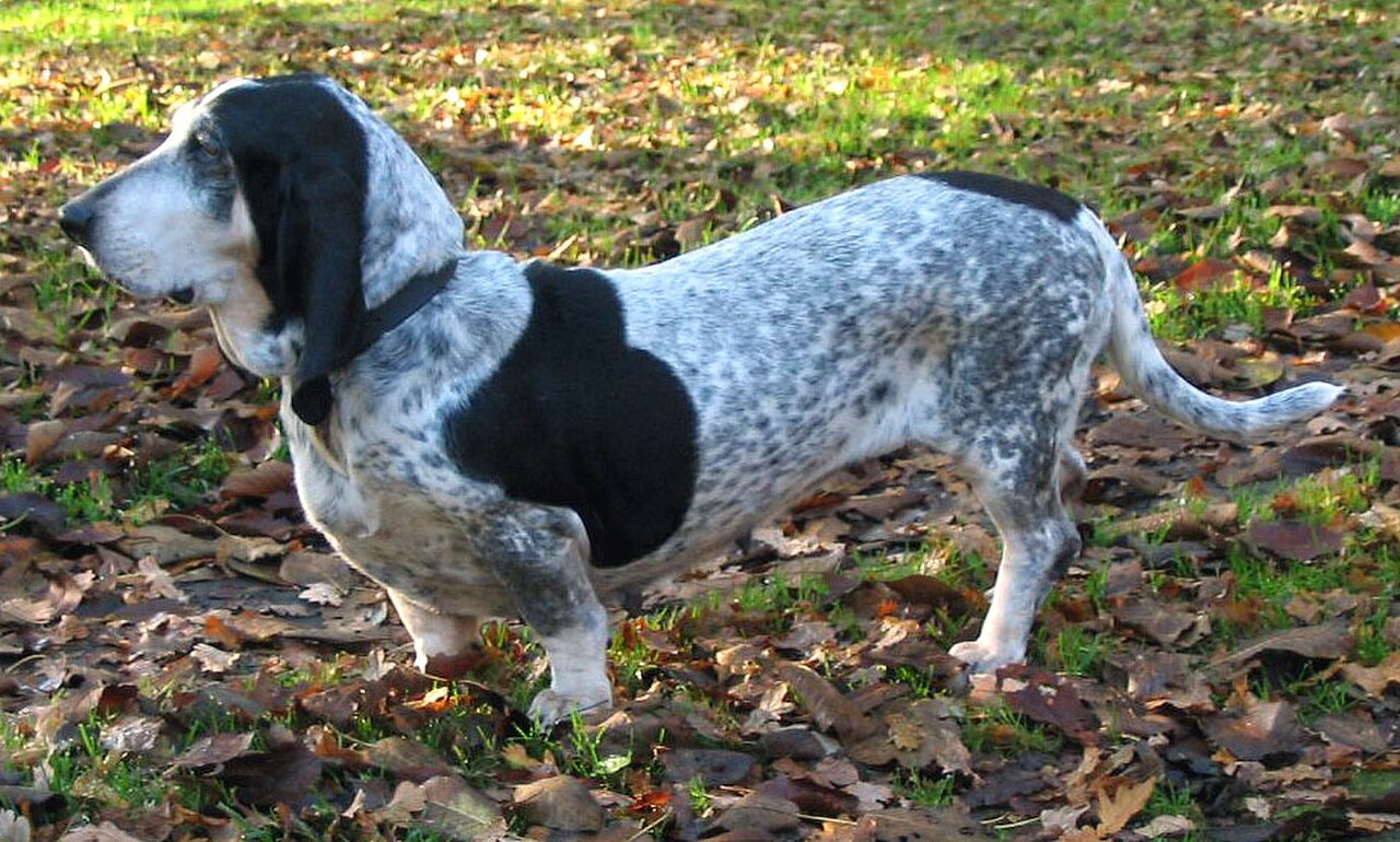 Basset Bleu de Gascogne dog