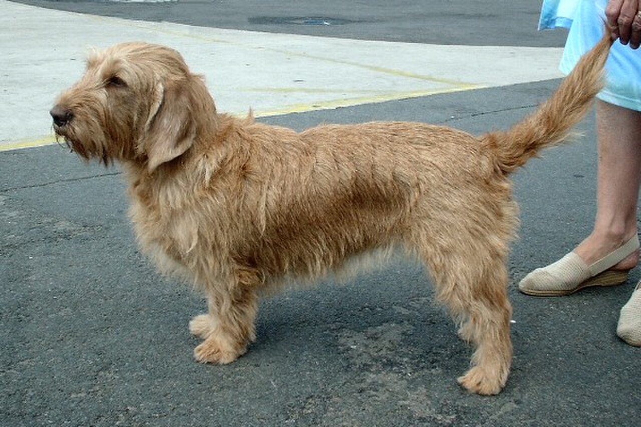 Basset Fauve de Bretagne dog