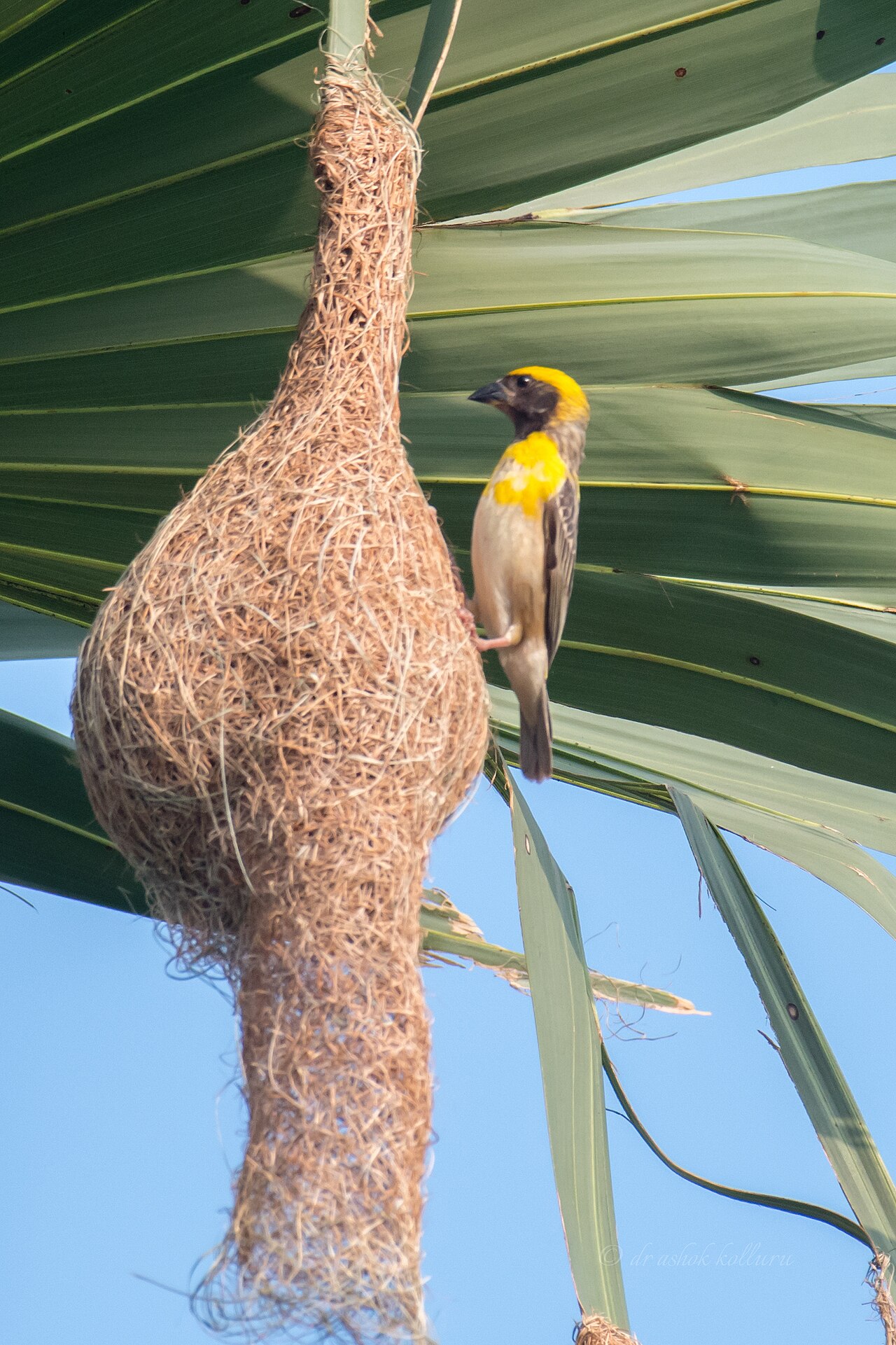 Baya weaver