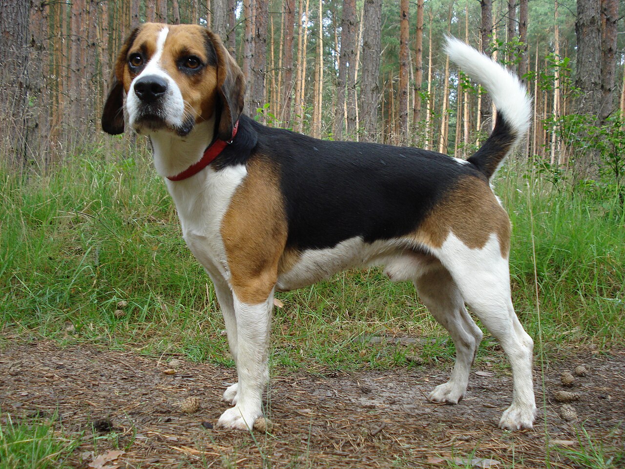 Beagle-Harrier dog