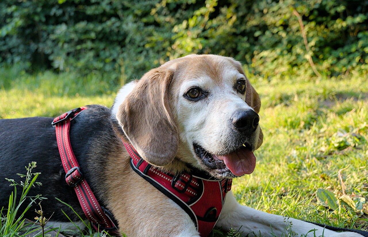 Tricolour Beagle standing in a grassy field