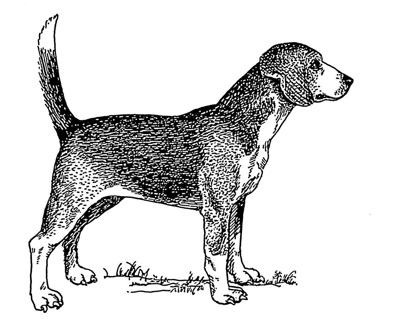 North Country Beagle dog