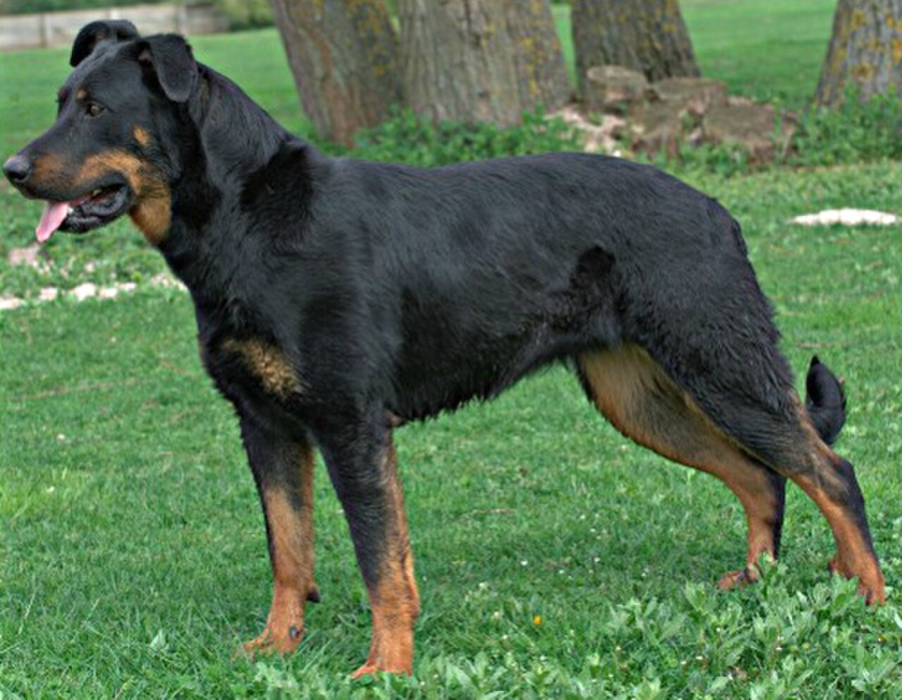 Beauceron dog