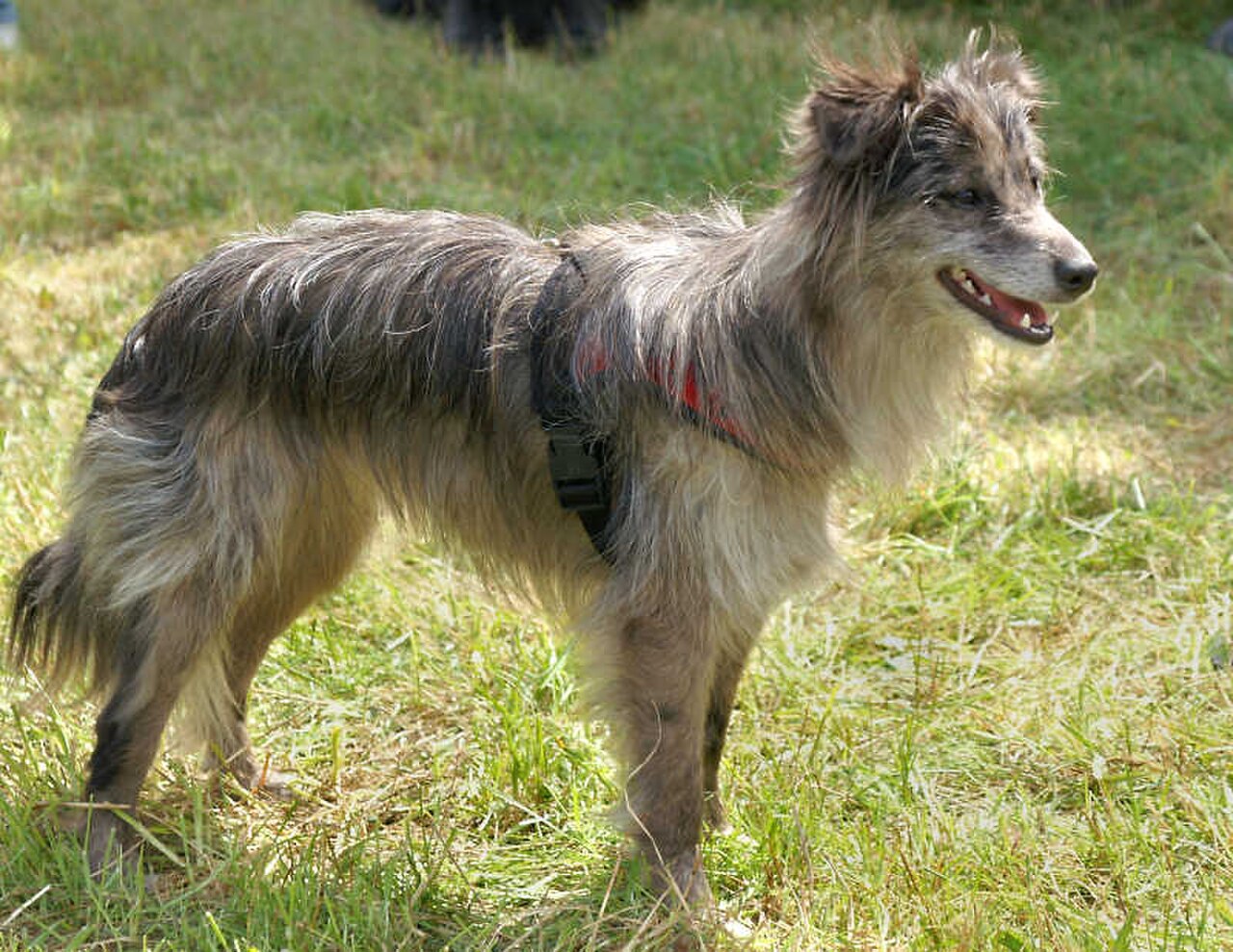 Pyrenean Sheepdog dog