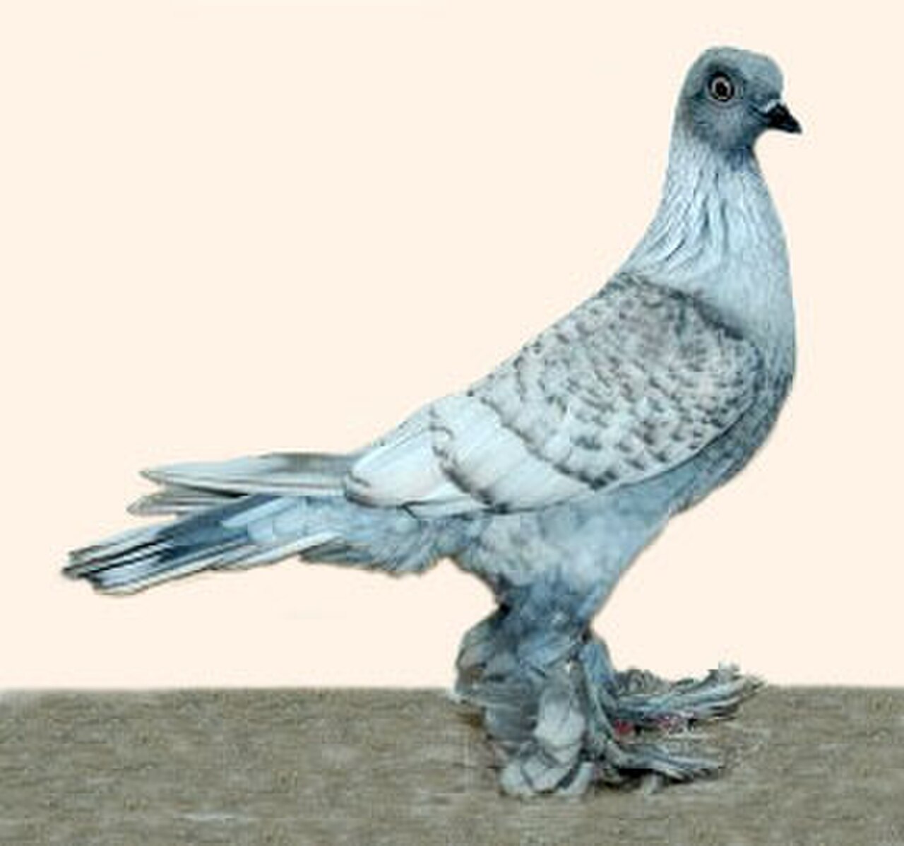 Berlin Long-faced Tumbler pigeon