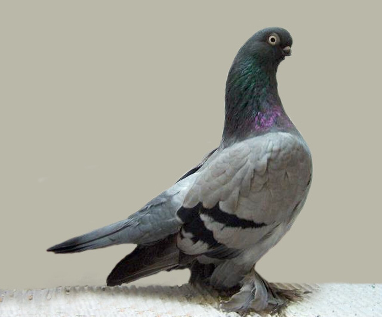 Berlin Short-faced Tumbler pigeon