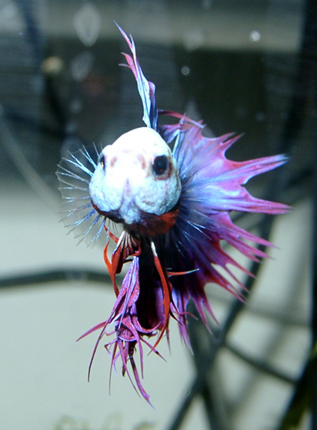 12 Popular Aquarium Fish, With Pictures