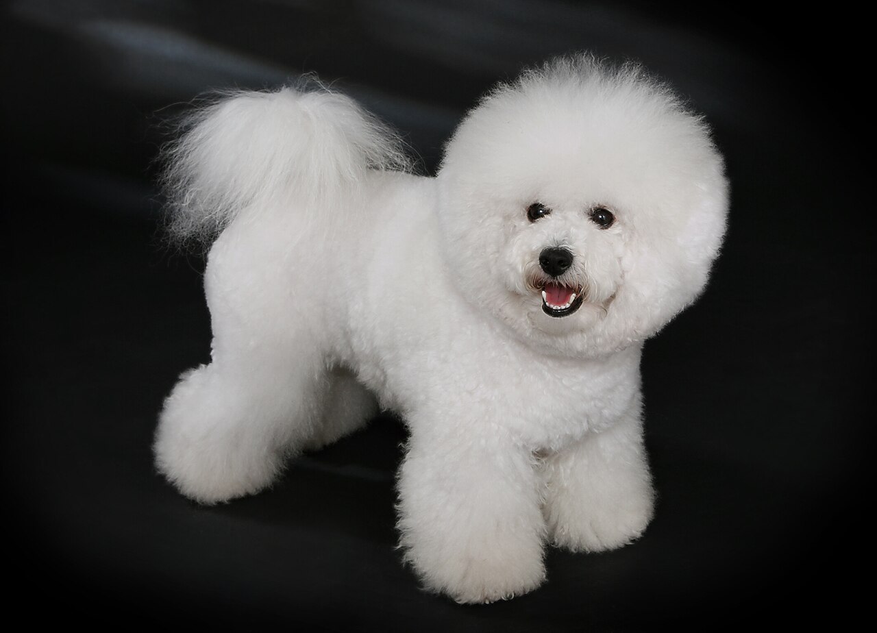 Bichon Frisé dog