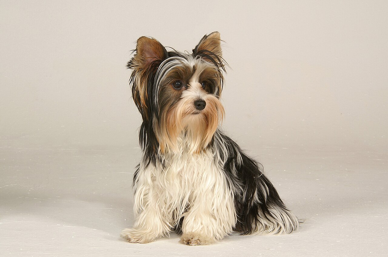 Biewer Terrier dog