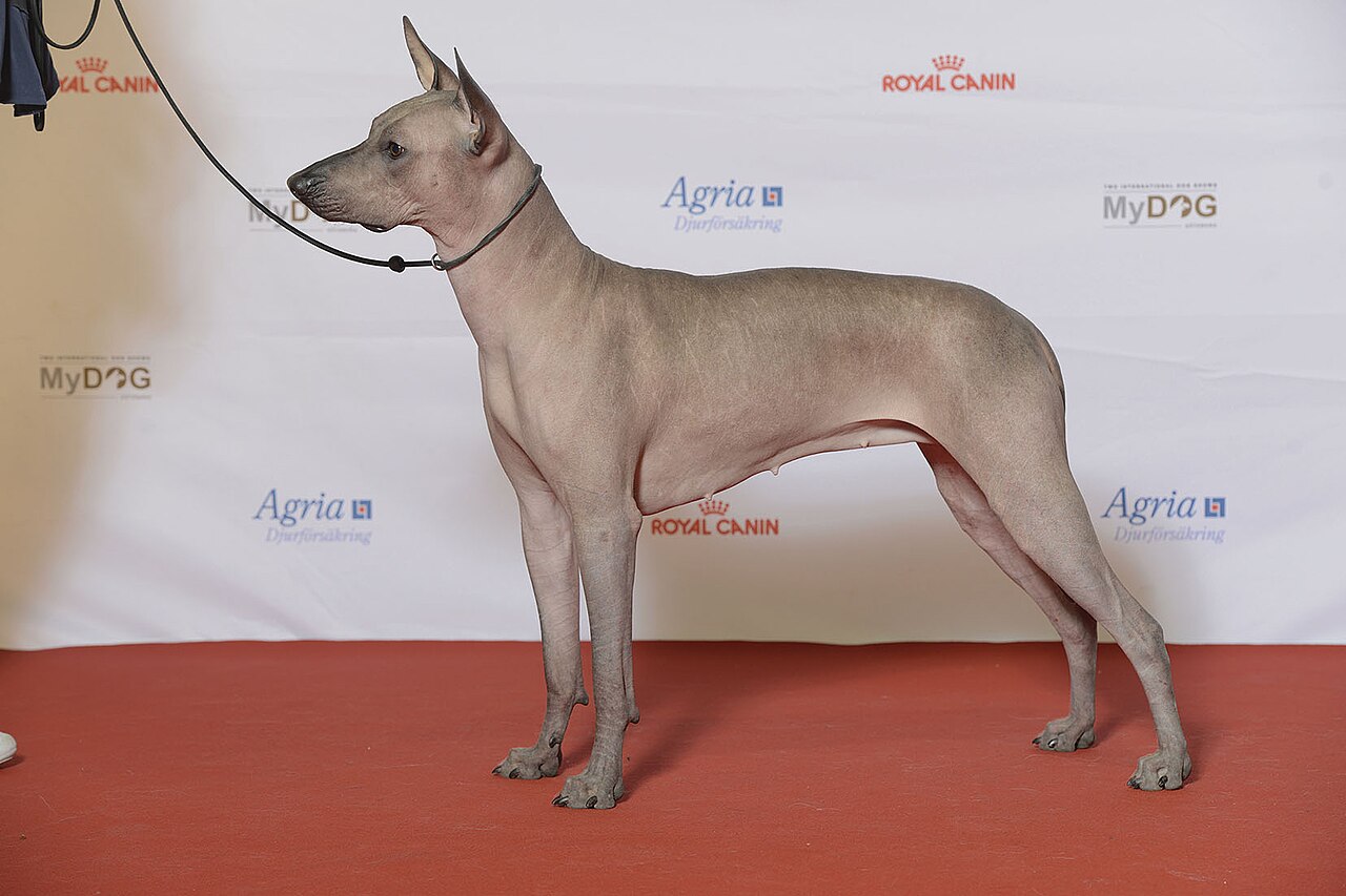 Xoloitzcuintle dog