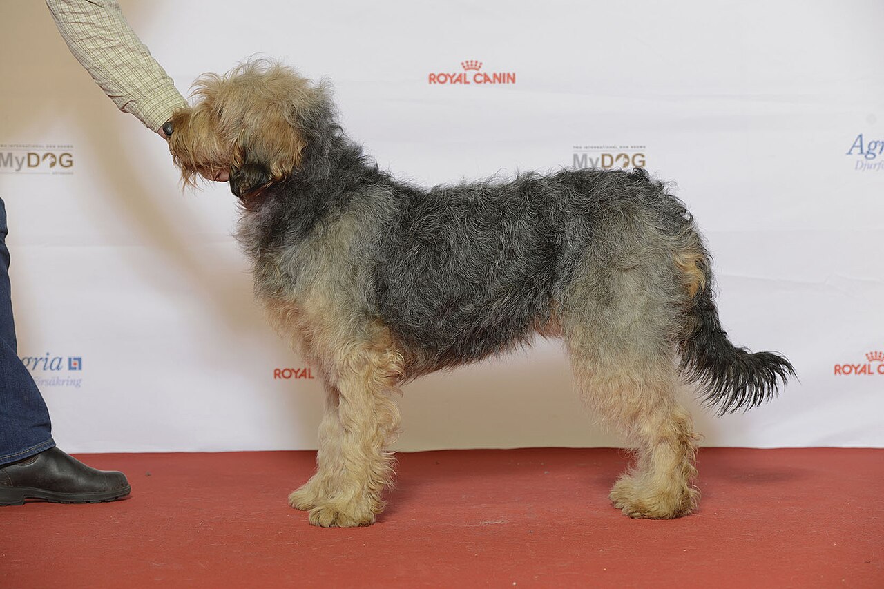 Barak hound dog