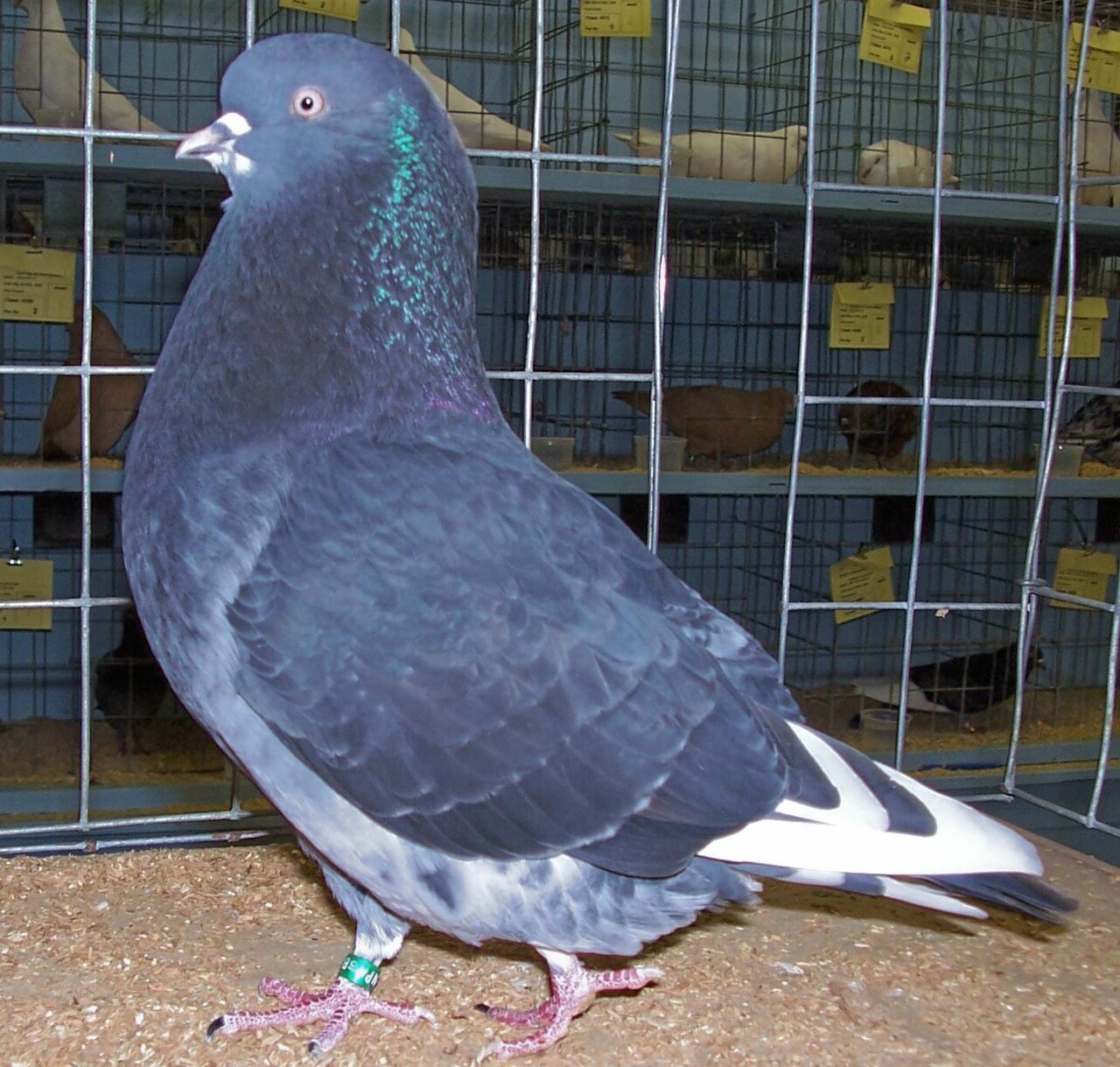 Roller pigeon