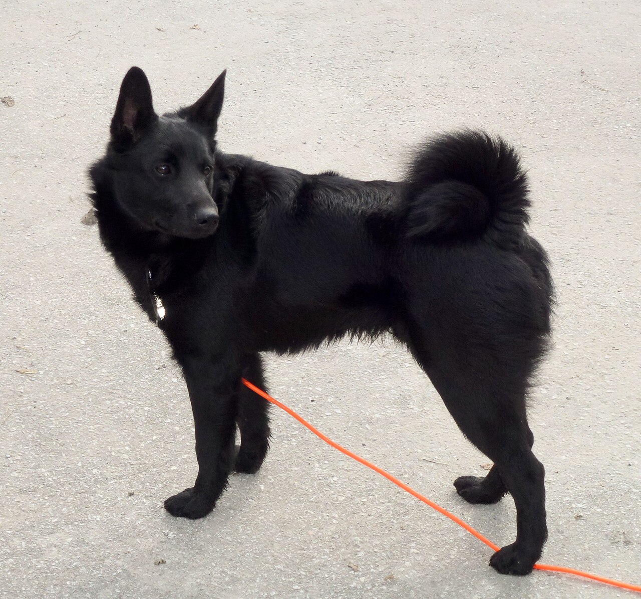 Black Norwegian Elkhound dog