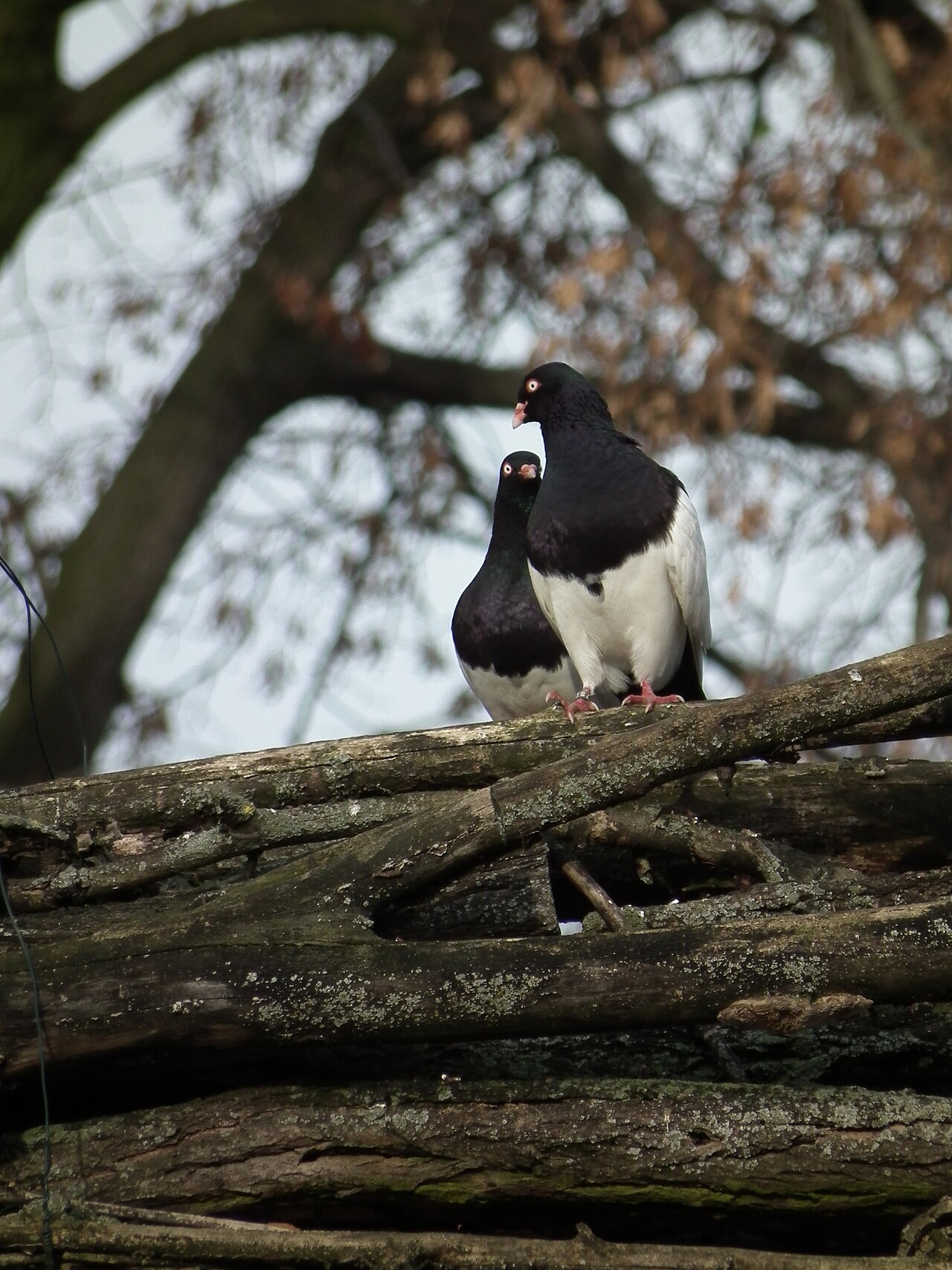 Old German Magpie Tumbler pigeon