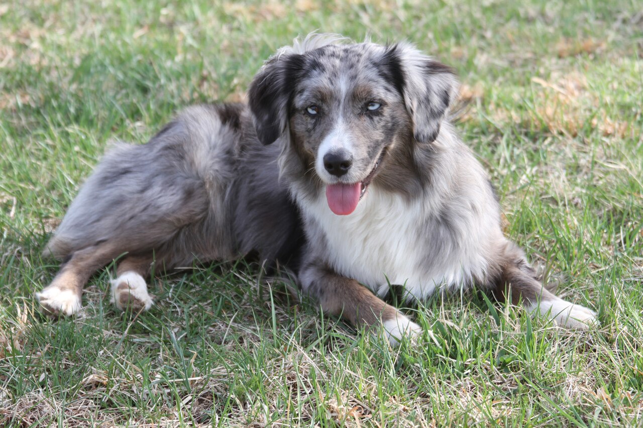 Miniature American Shepherd dog