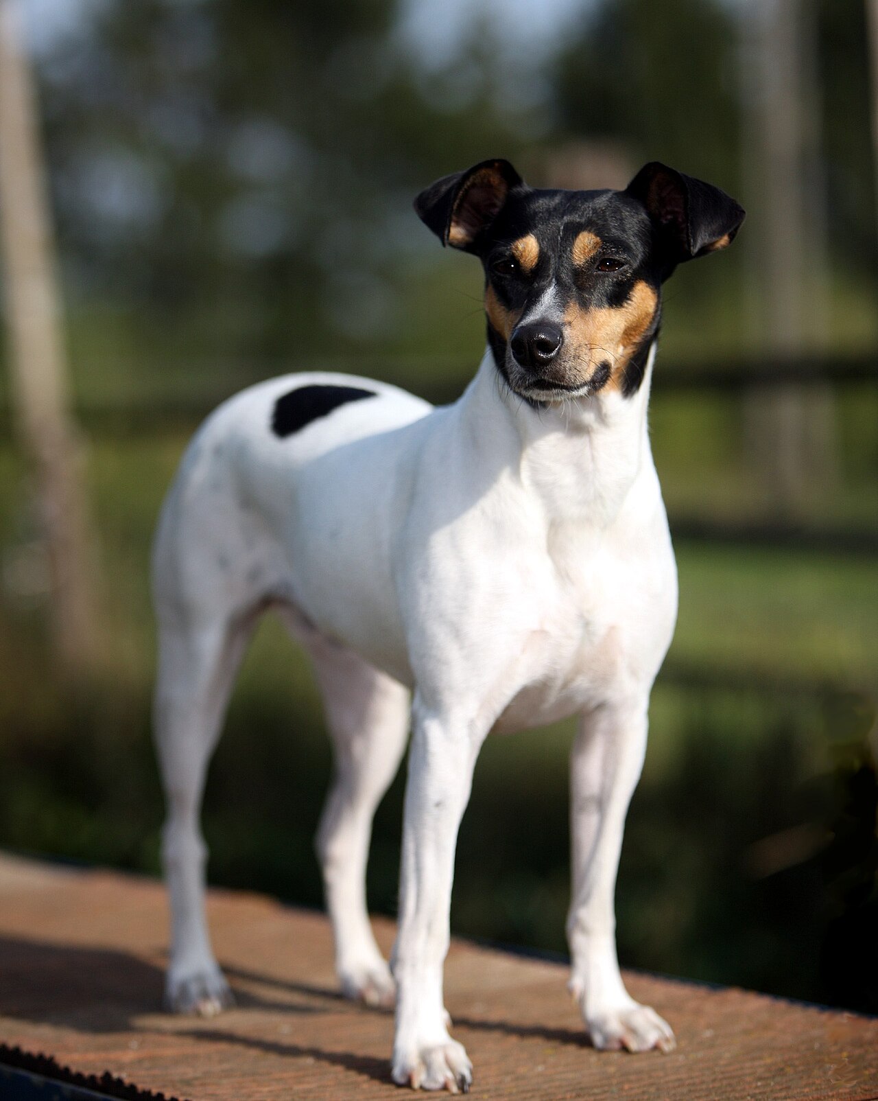 Andalusian Terrier dog