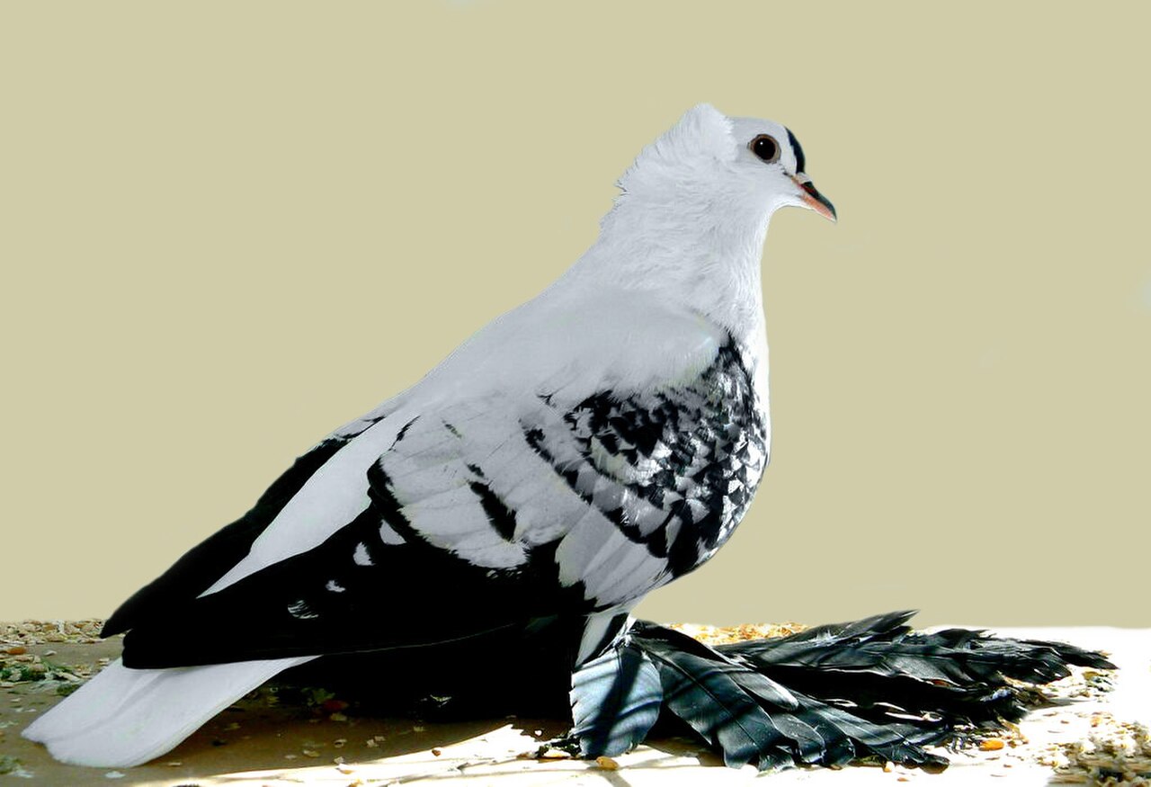 Bohemian Fairy Swallow pigeon