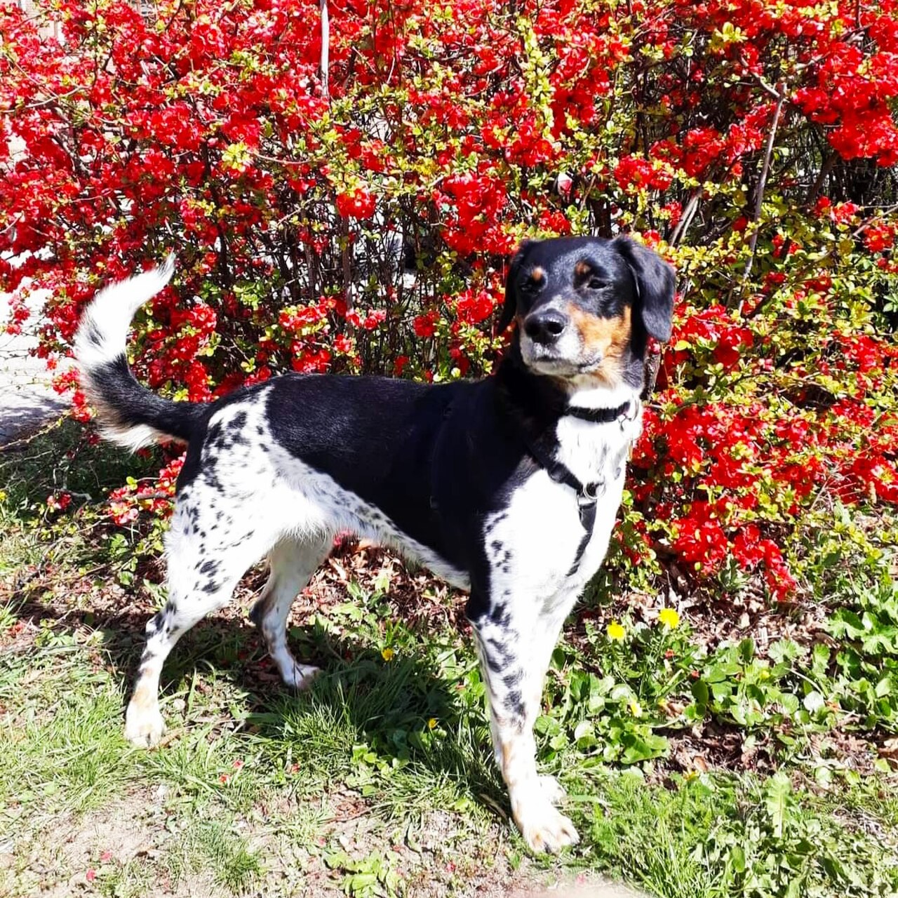 Bohemian Spotted Dog dog