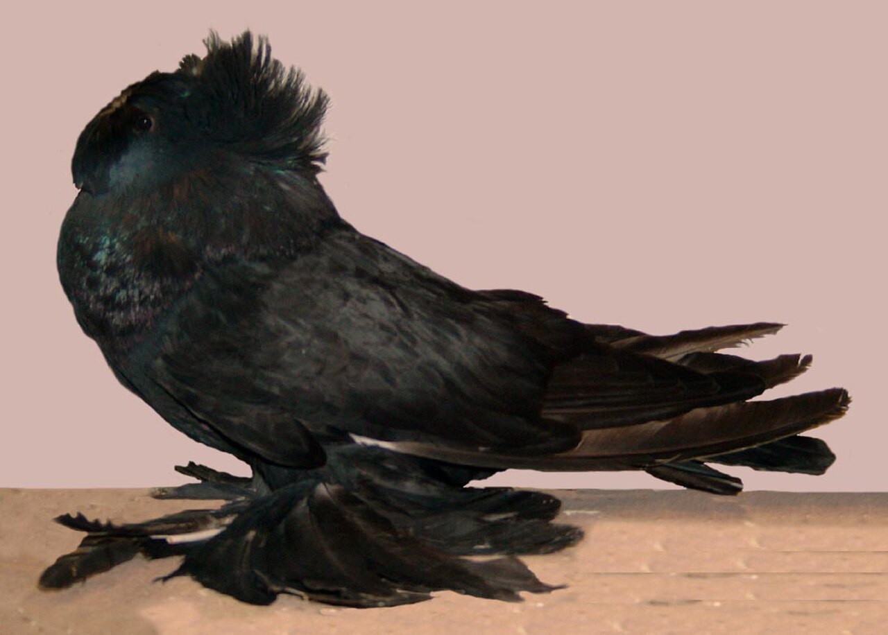Bokhara Trumpeter pigeon