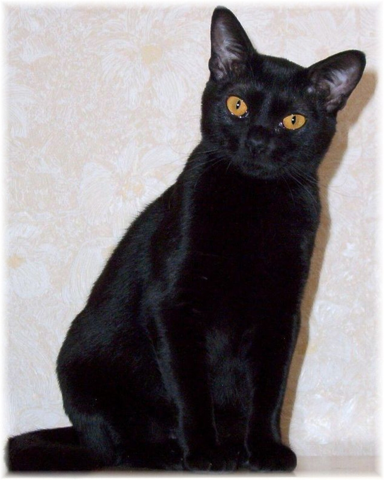 Bombay cat cat