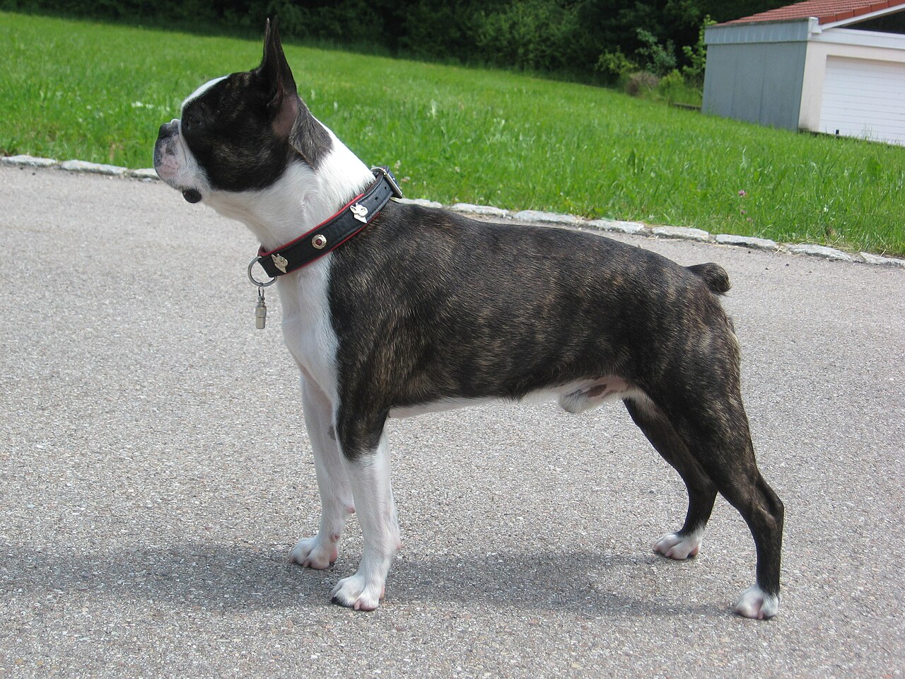 Boston Terrier dog