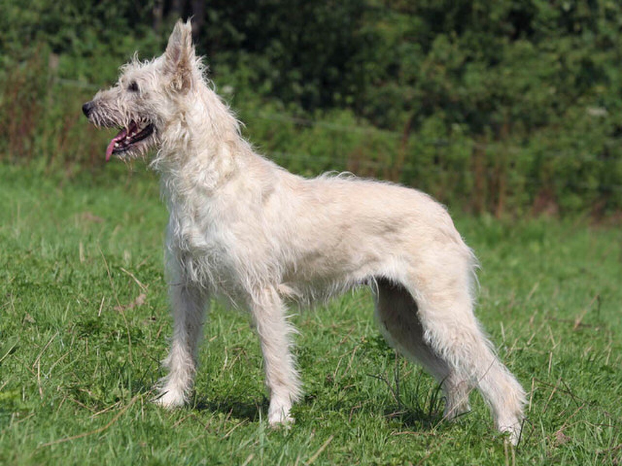 Bouvier des Ardennes dog