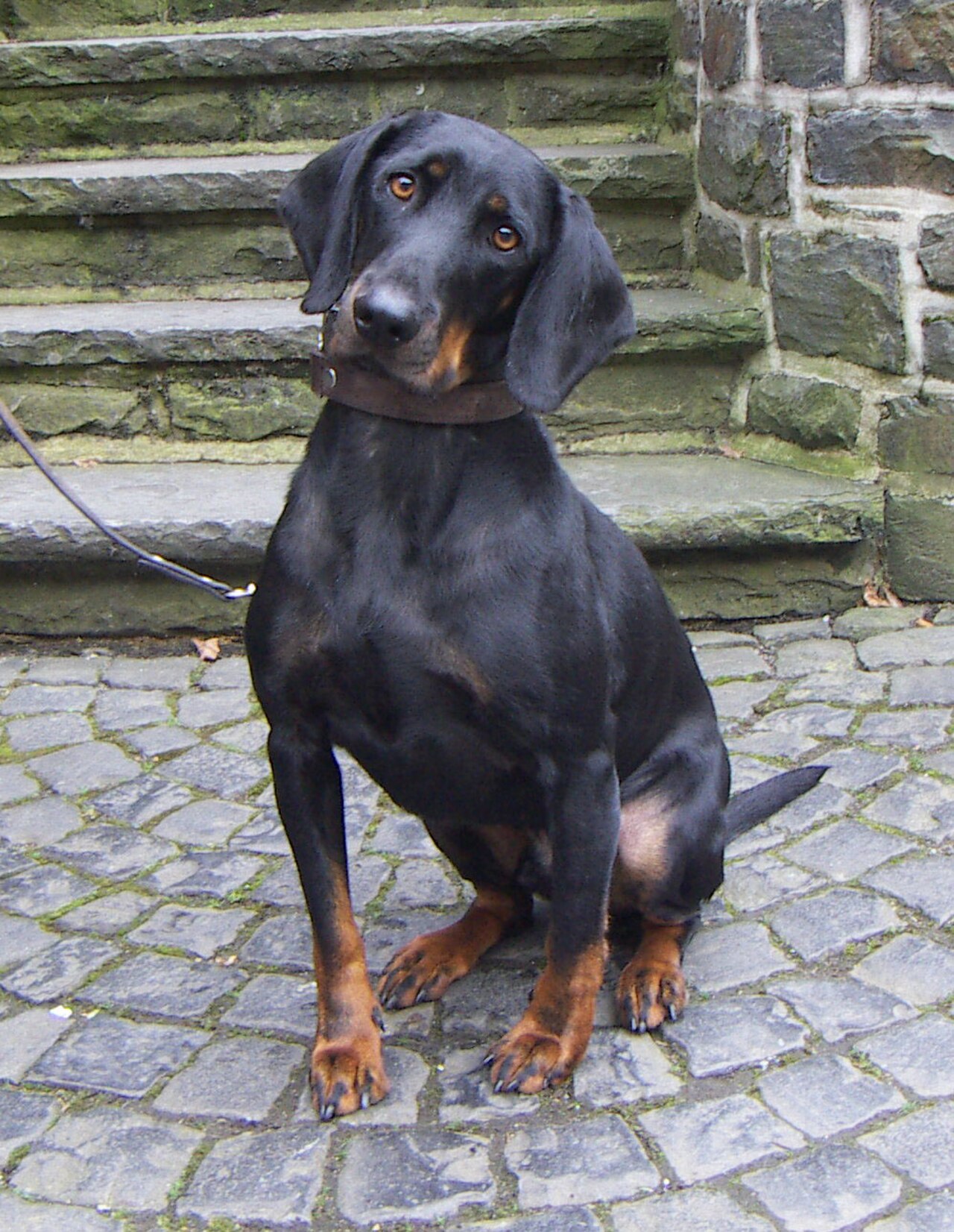 Austrian Black and Tan Hound dog