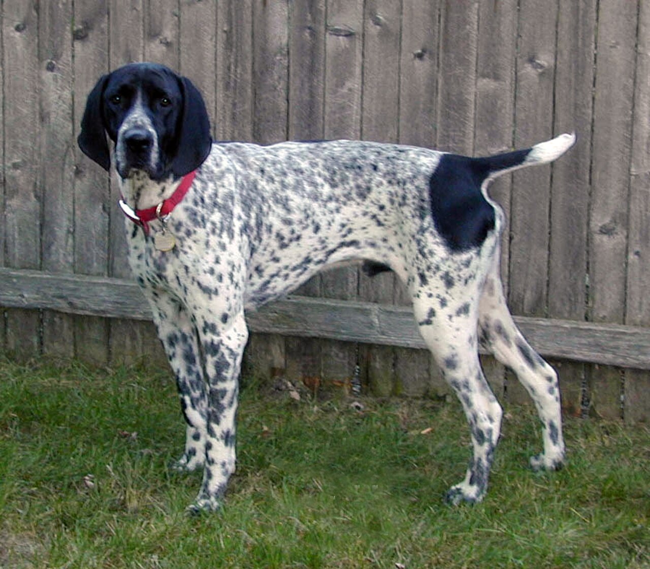 Braque d'Auvergne dog