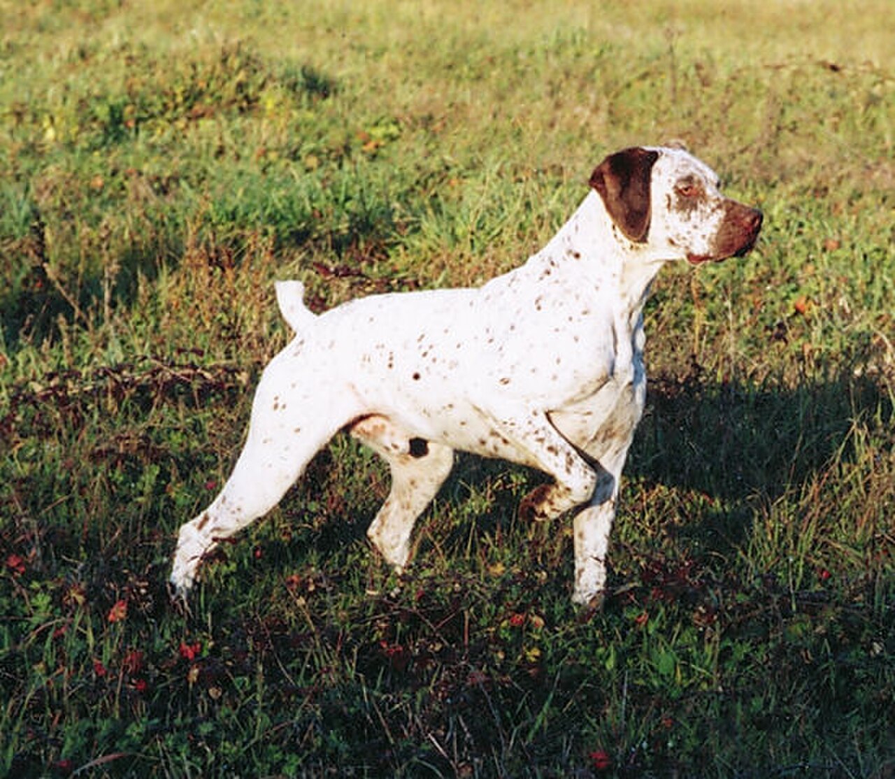 Braque du Bourbonnais dog