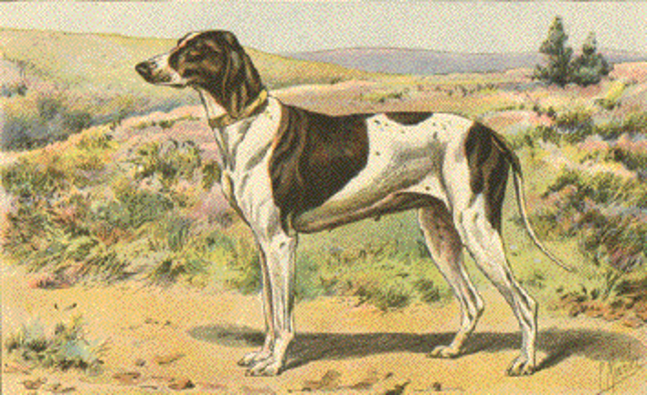 Braque Dupuy dog