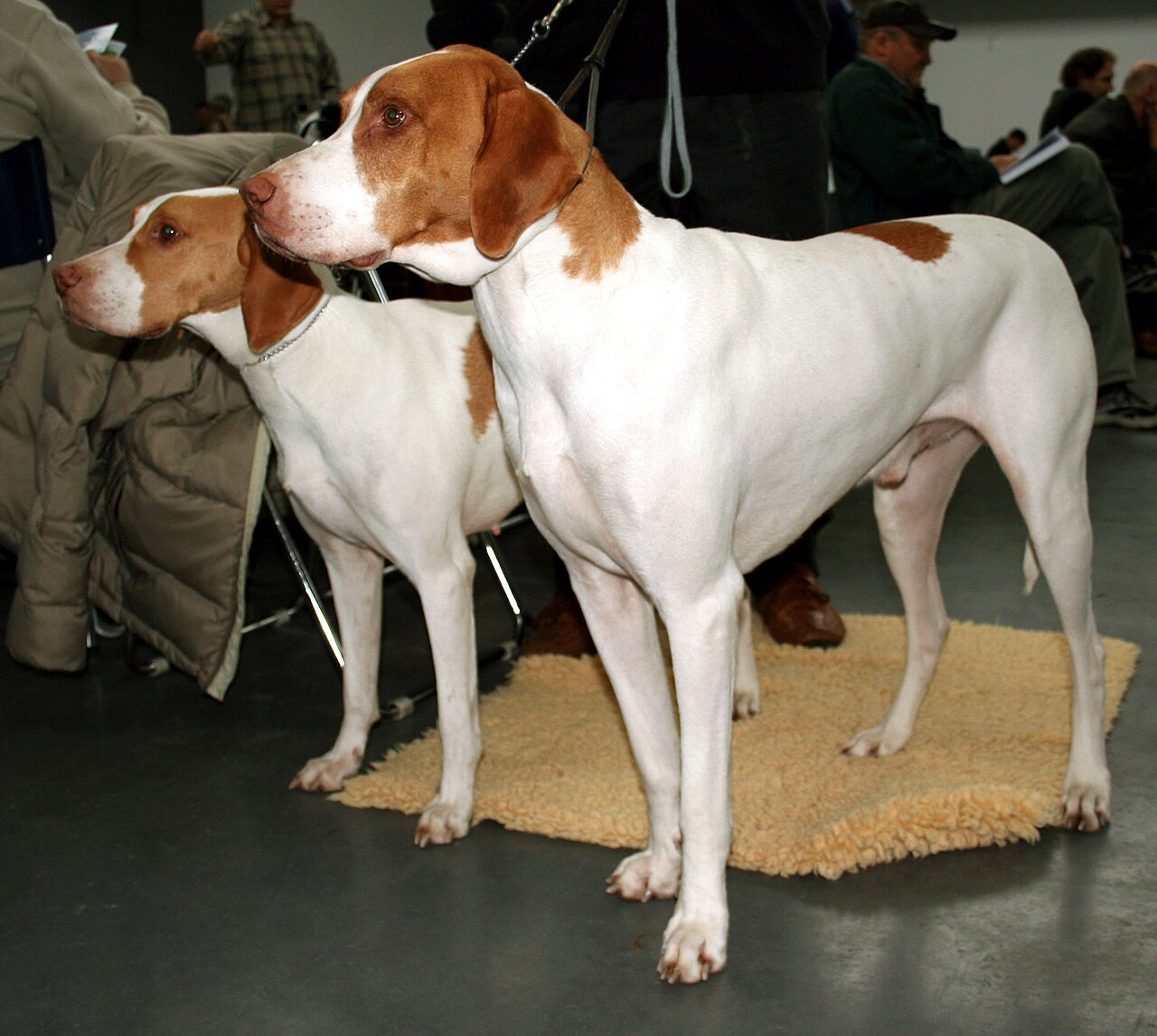 Braque Saint-Germain dog